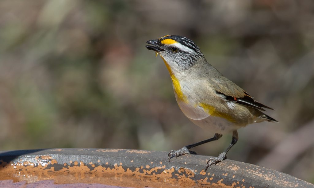 Canberra Ornithologists Group’s Woodland Bird Report