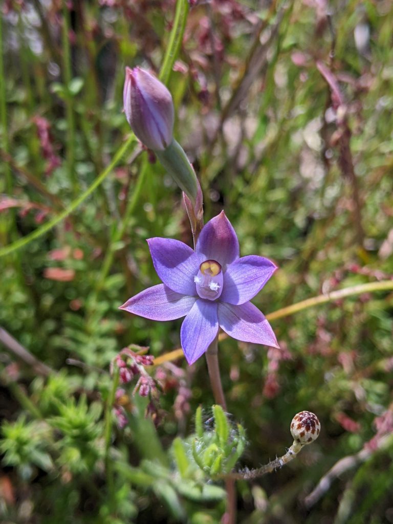 Citizen Science at Bluetts Block